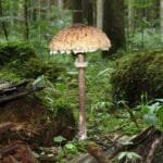 'Toxic: A Fairy Tale for Grown