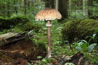 'Toxic: A Fairy Tale for Grown