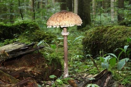 'Toxic: A Fairy Tale for Grown