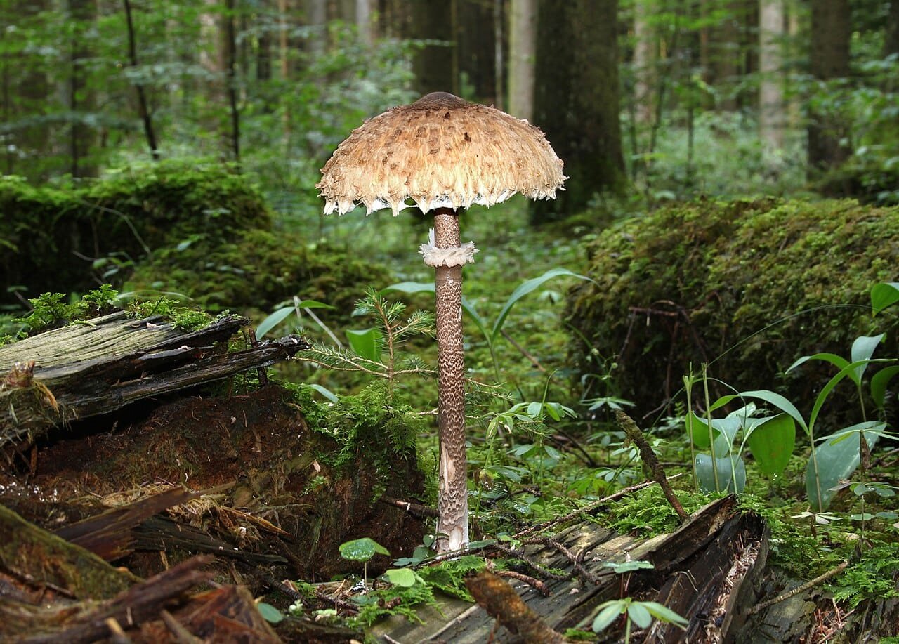 'Toxic: A Fairy Tale for Grown